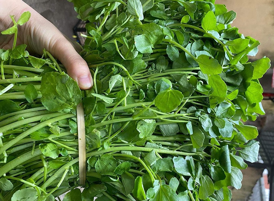 Hạt Giống Rau Cải Xoong Xanh - Ngon Giòn - Cải Xoong Mỹ