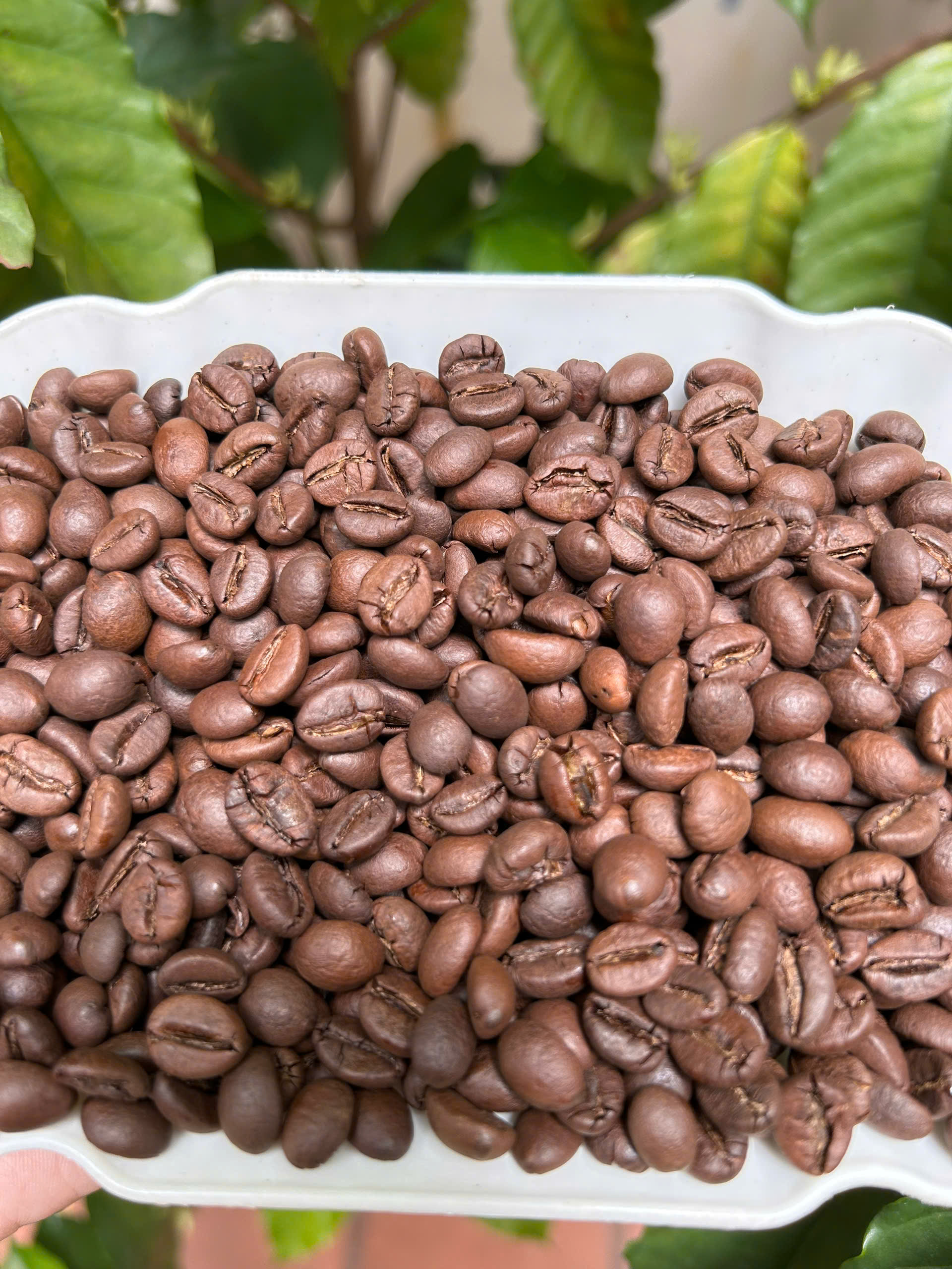 Cà phê Fine Robusta Natural ILOTA Rang Mộc 250g/500g