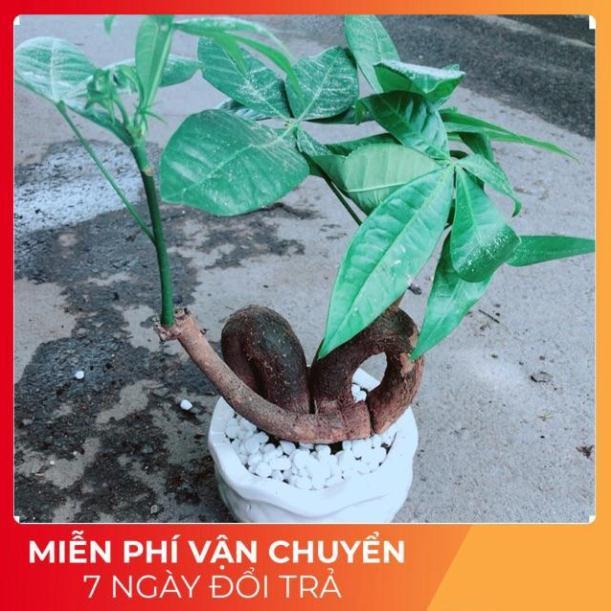 Chậu Kim Ngân Nơ