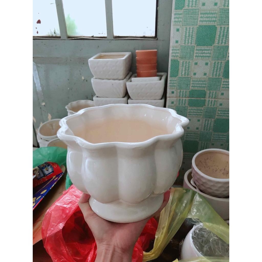Lưỡi hổ thái kèm chậu sứ Bán Chạy