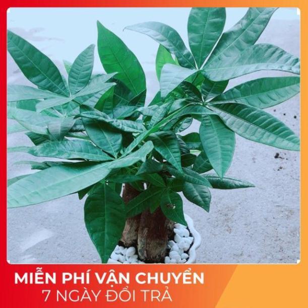 Chậu Kim Ngân 3 Thân Size Lớn