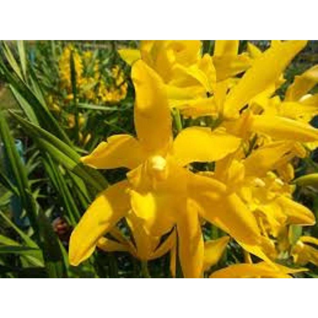 Đia lan hương cát cát cực thơm, hàng hoa tết, gửi nguyên chậu đi, hàng to đẹp - DLCCT