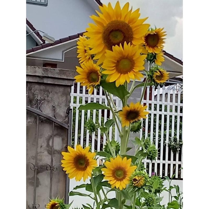 1 Lạng Hạt Giống Hoa Hướng Dương Tháp
