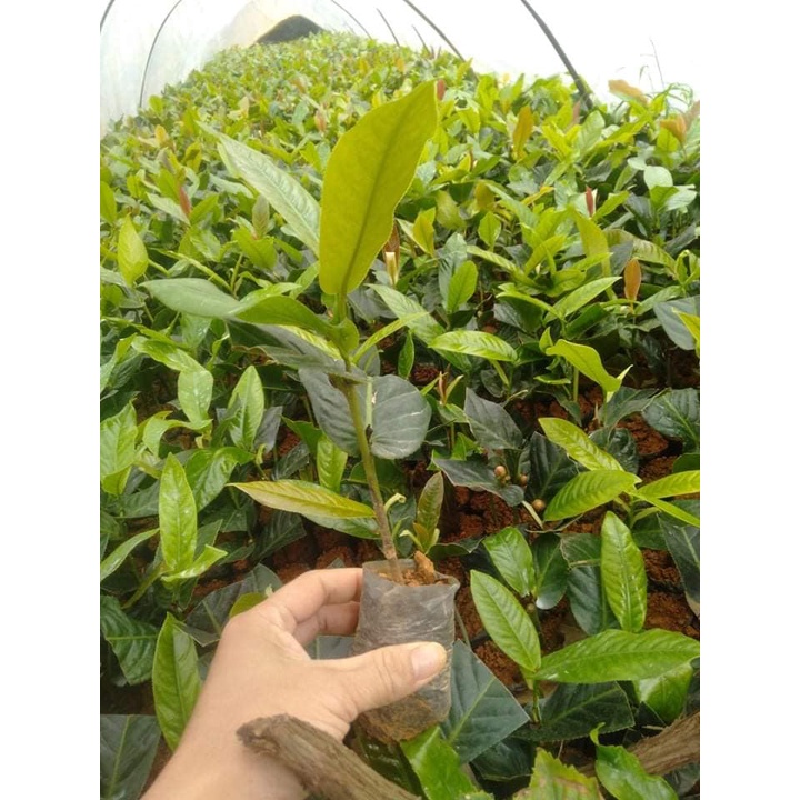 Cây Giống Giáng Hương