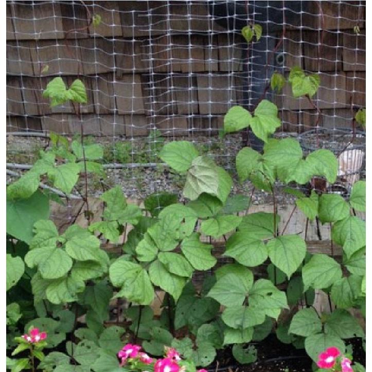 Hạt giống đậu ván tím dể trồng f1 -gói 5 hạt-tặng kèm gói phân bón lót