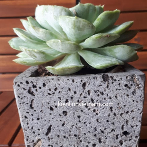 Chậu trồng sen đá bằng đá ong xám tự nhiên 10x10x10cm