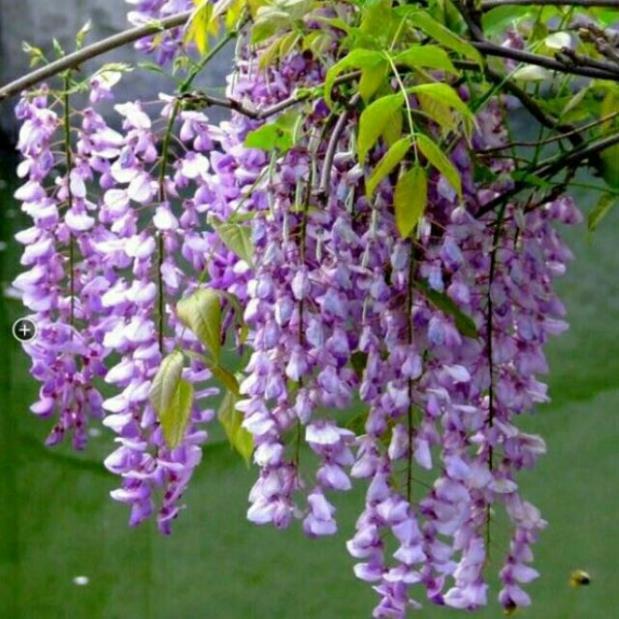 Giống hoa tử đằng thân gỗ cây giống thuần chủng F1