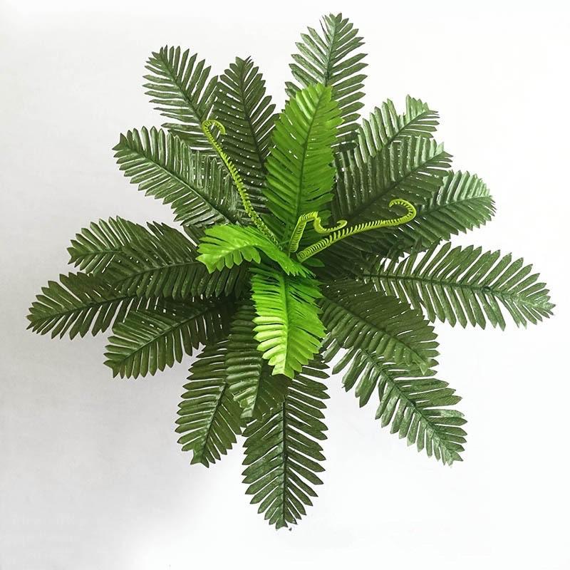 Dương xỉ trang trí
