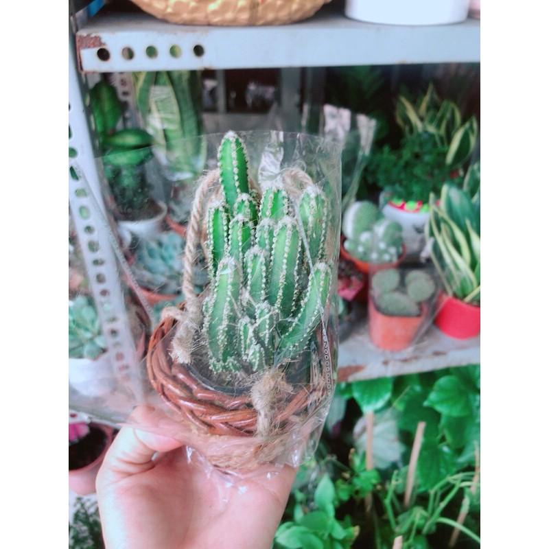 Chậu Xương Rồng