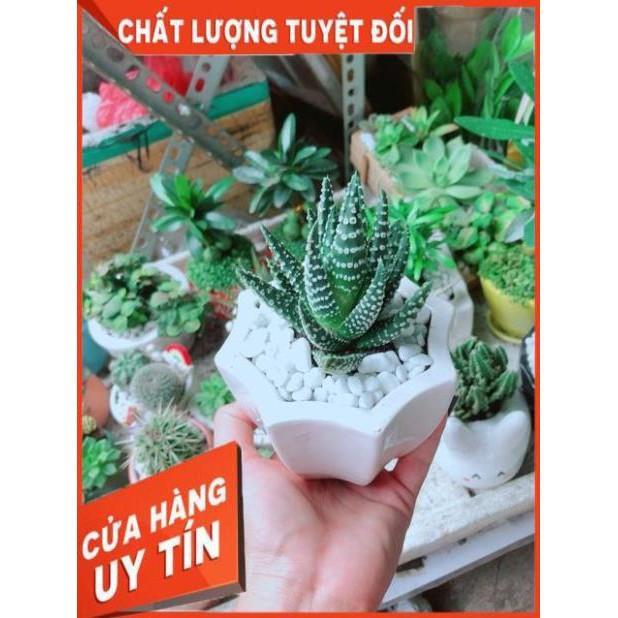 Chậu Xương Rồng Móng Rồng