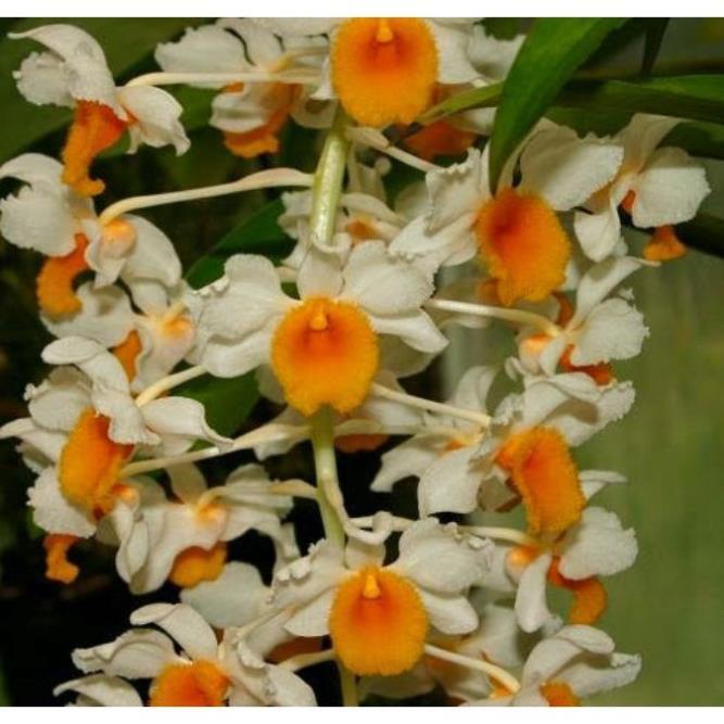 1 chậu hoa lan KIỀU CAM  hàng rừng TÂY BẮC thuần chậu siêu to, hoa siêu đẹp