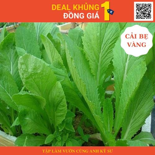 100 hạt giống cải bẹ vàng - Làm vườn cực dễ cùng anh kỹ sư