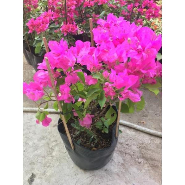 Hoa giấy đỏ hồng siêu bông