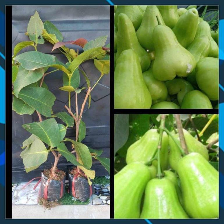 Cây Giống - Cây Mận Tam Hoa Xanh Trái To, Siêu Dễ Trồng SAMSON GARDEN