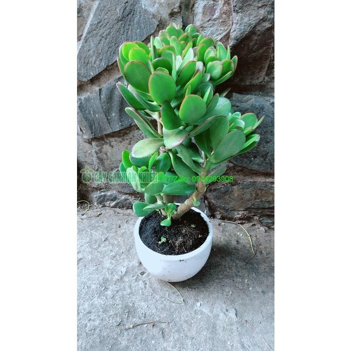 Chậu Cây Ngọc Bích Phong Thuỷ May Mắn