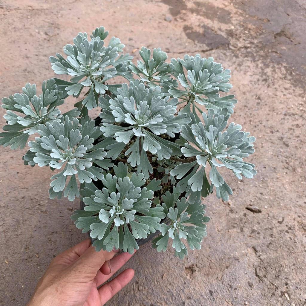 Cây Hoa Cúc Mốc Bán Kính 20 cm, Lá Ánh Bạc Đôc Đáo Cuốn Hút Mọi Ánh Nhìn