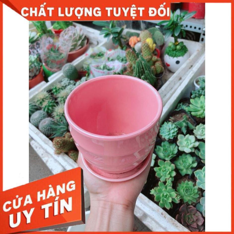 Chậu kiểu hồng có dĩa lót