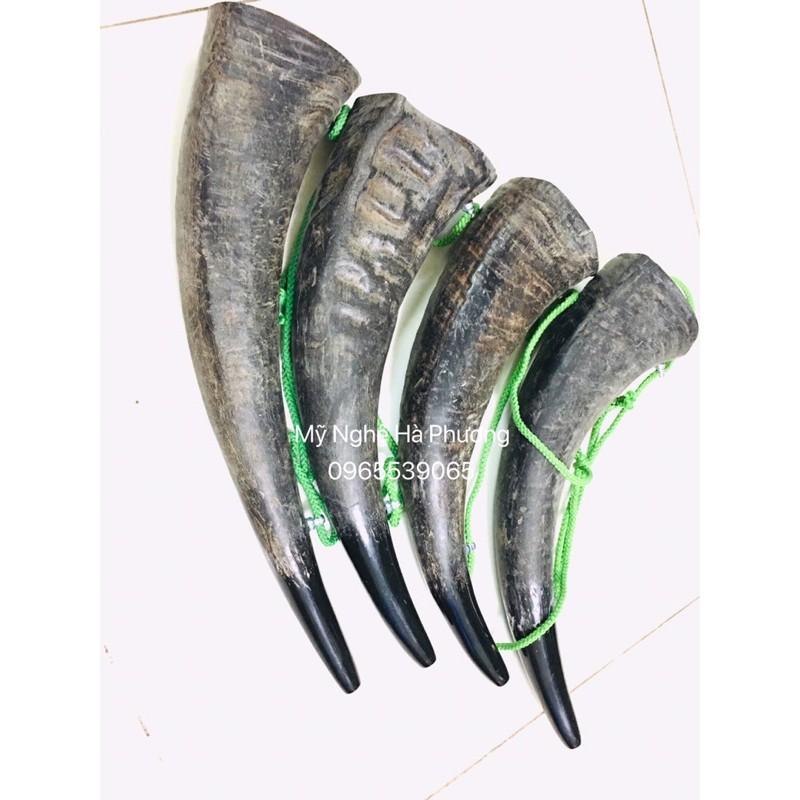 Sỉ Tù và sừng trâu thô size đại, vang cực lớn