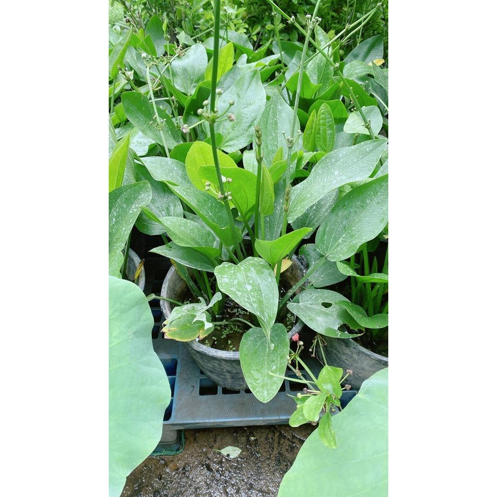 Cây Bách Thuỷ Tiên