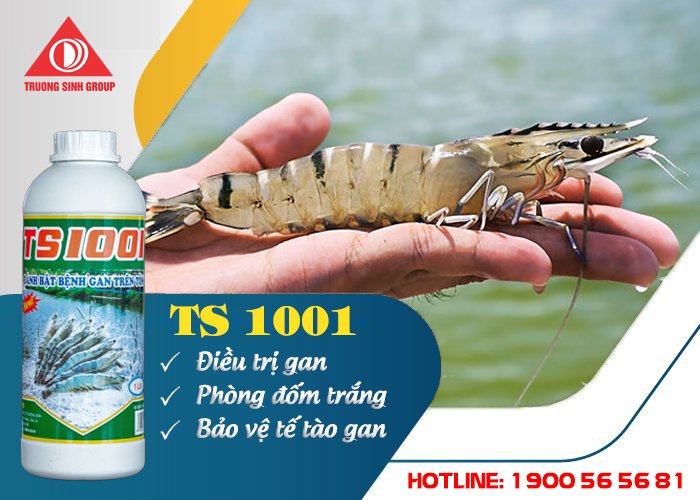 TS 1001- Đặc trị Gan phòng đốm trắng