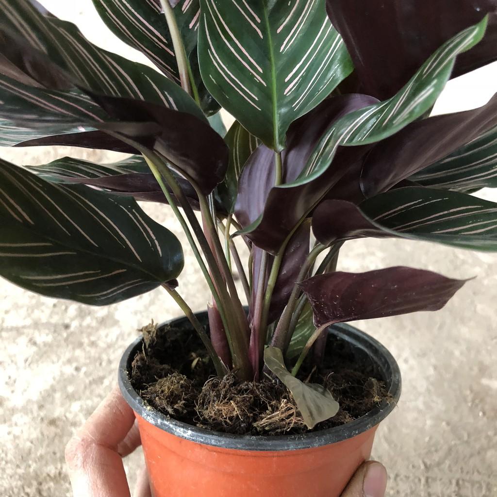 Cây đuôi công sọc, chiều cao cây 17-20cm, bụi cây to khỏe lá sọc cực đẹp dễ chăm sóc, thích hợp trang trí nội thất
