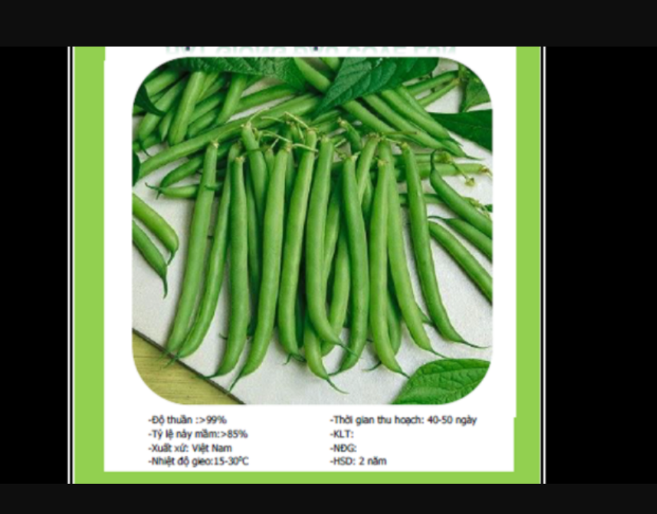 Hạt giống đậu cove lùn HN gói 20gr