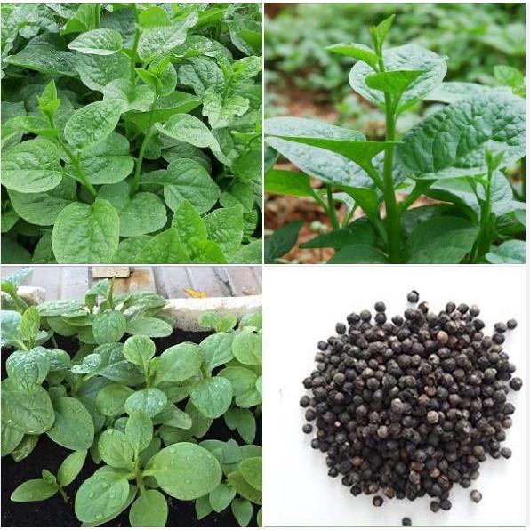 Bộ 2 gói hạt giống rau mồng tơi xanh lá to,-gói 20grm-tặng kèm gói phân bón lót