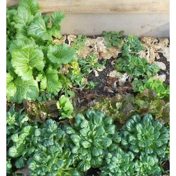 Combo 3 gói hạt giống rau cải hoa hồng xanh-gói 30 hạt-tặng kèm gói phân bón lót