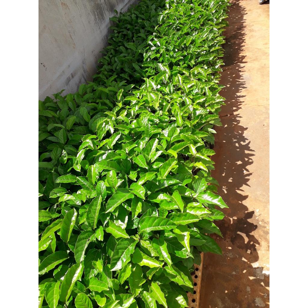 CÂY GIỐNG CHANH DÂY LÙN ĐÀI LOAN . )