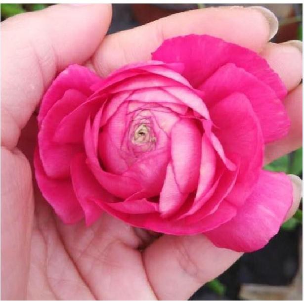 Củ hoa hồng mao lương màu hồng