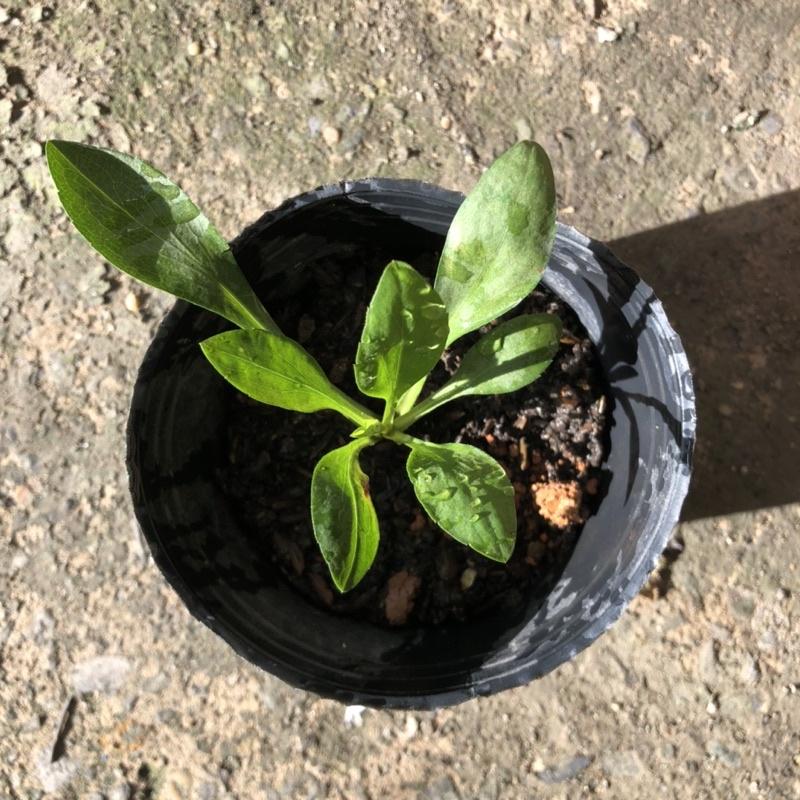 Cây giống cúc thạch thảo  hoa màu tím dễ trồng