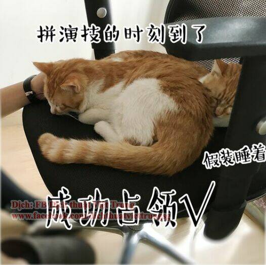 đại thánh và tiểu yêu chapter 30 12