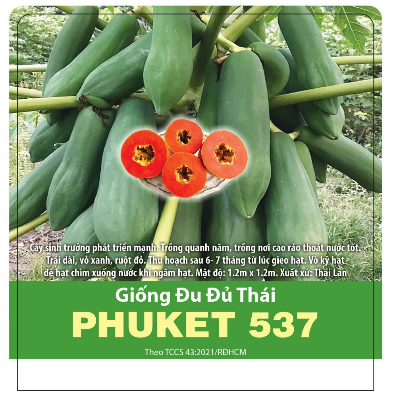 Hạt Giống Đu Đủ Thái PHUKET 537 (20 hạt)