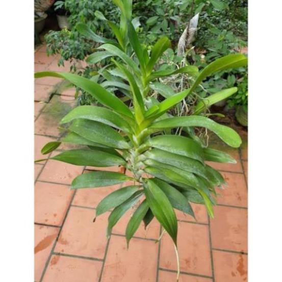 Hoa lan Giáng hương quế nâu+ 700g phân thỏ hữu cơ ki mập khỏe ấm chậu