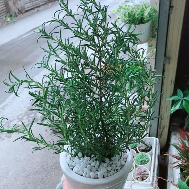 Chậu hương thảo