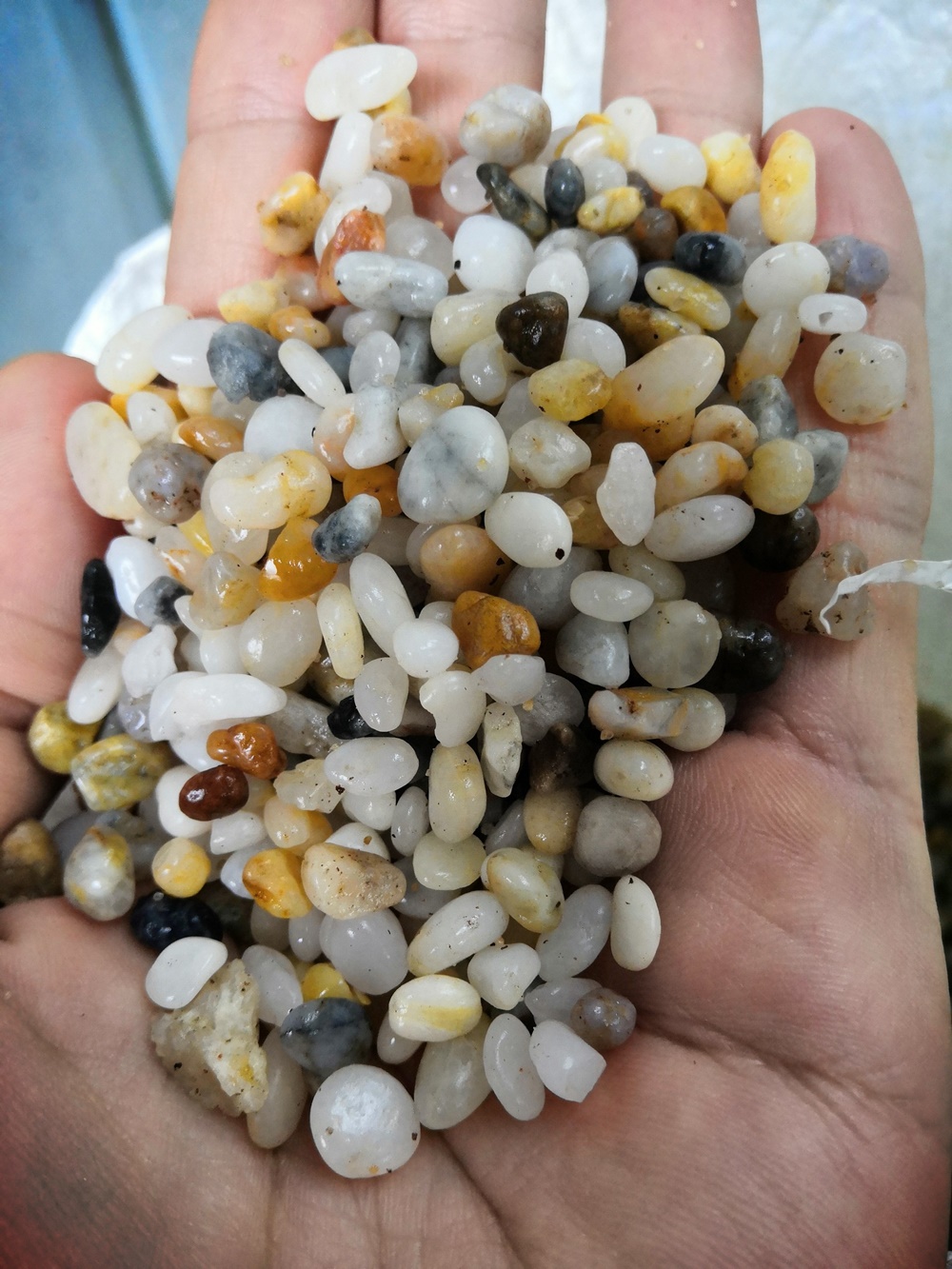 Sỏi biển trang trí chậu cây