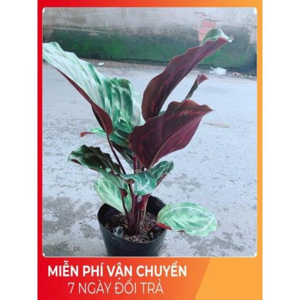 Đuôi Công Xanh Lá Tròn