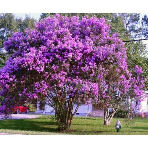 COMBO 5 CÂY GIỐNG BẰNG LĂNG TÍM, CAM KẾT CHUẨN GIỐNG F1 - cb5cgblff1
