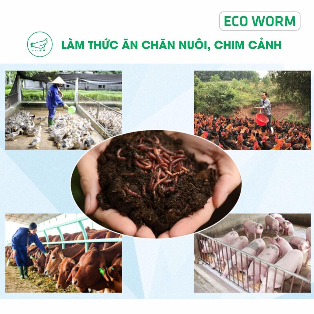 Sinh Khối Giun Đất, Trùn Hổ Giống Thuần Chủng. Phân hủy rác thải hữu cơ hàng ngày tạo ra phân trùn quế. Làm mồi câu cá.Làm thức ăn cho cá, gà vịt, chim cảnh.Tặng 1Kg chất nền môi trường sống, thức ăn