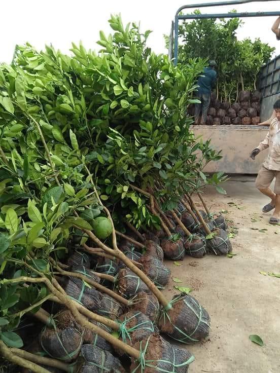 Cây giống BƯỞI DIỄN CHIẾT - HÀNG CHUẨN F1