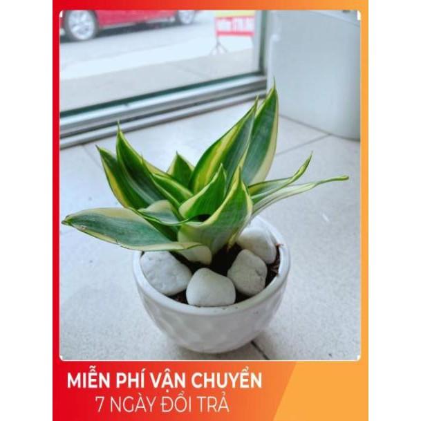 Chậu Lưỡi Hổ Thái Vàng