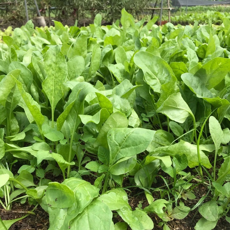 Hạt giống cải bó xôi chịu nhiệt Turkana gói 5gr - DỄ TRỒNG