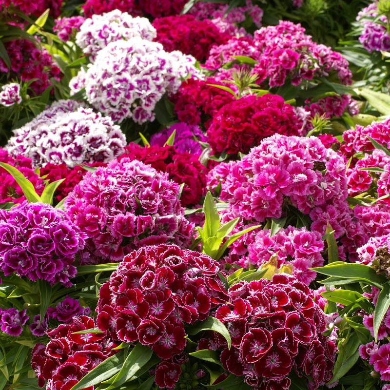 Hạt giống hoa cẩm chướng chùm - gói 100 hạt