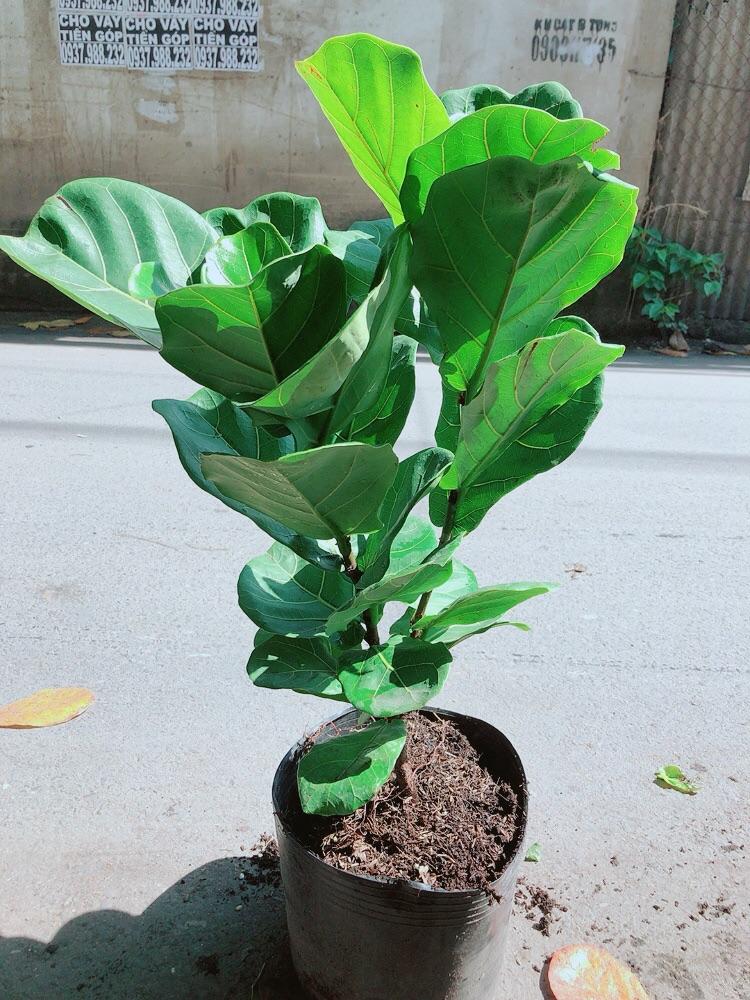 Cây Bàng Singapore Cao 70-80cm