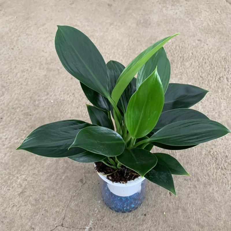 Cây trầu bà đế vương thuỷ sinh cao 20cm, thân nhánh xanh tươi quanh năm, cây cảnh phong thuỷ để bàn, trồng văn phòng