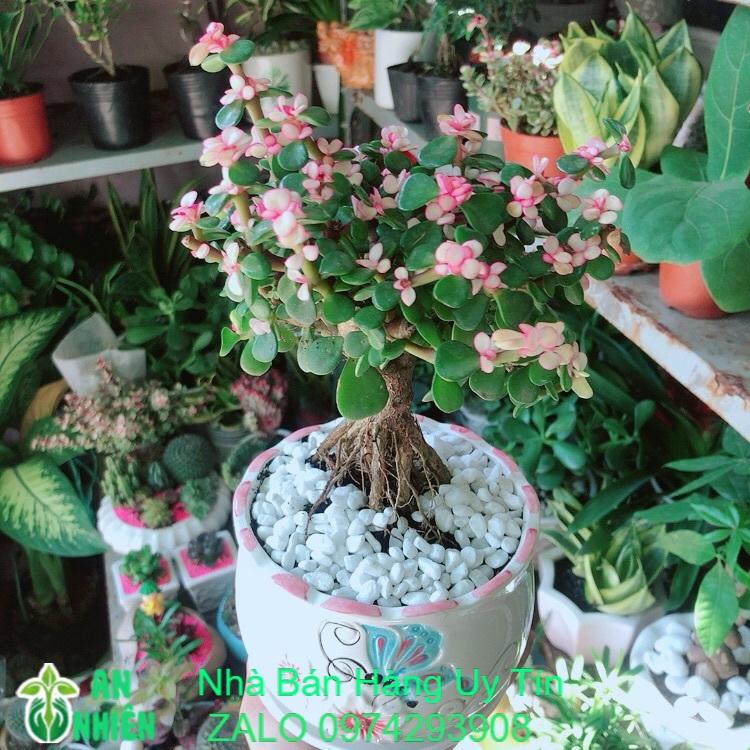 Chậu Cây Cành Vàng Lá Ngọc