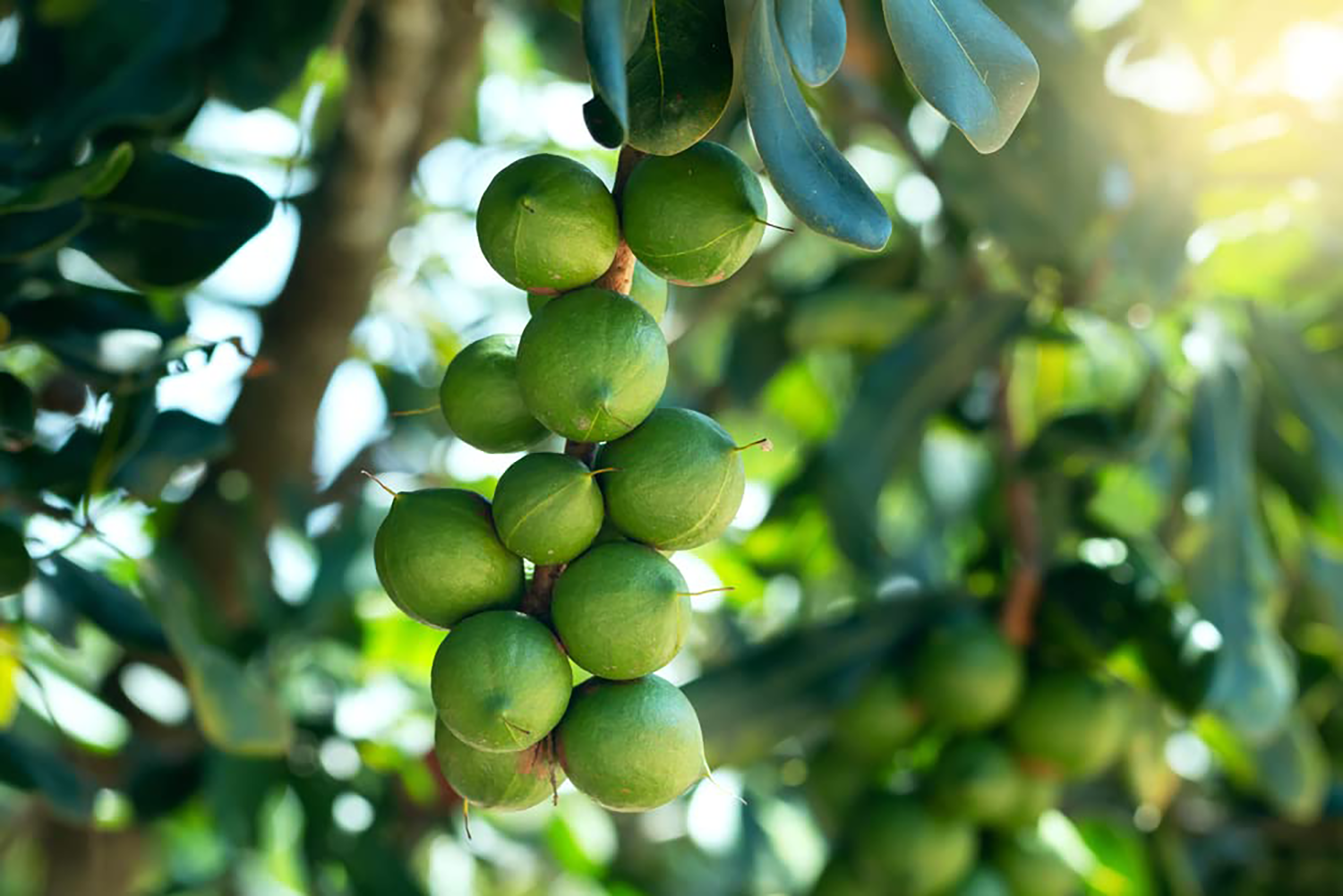 Nhân macca trứng muối .Thương hiệu : NANTH. Không chất bảo quản. Hạt Macca Đắk Lắk ngọt béo kết hợp với trứng muối. Macadamia. Thích hợp làm quà tặng, biếu, chăm sóc sức khỏe