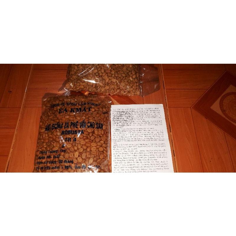 Hạt giống cà phê TR4