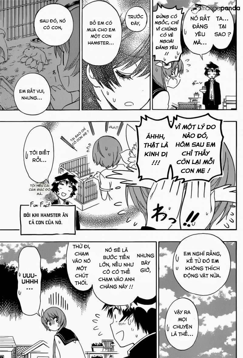 nisekoi - tình yêu giả tạo chapter 142 15