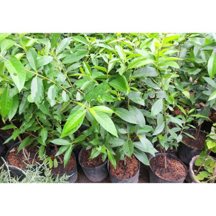 Combo 5 cây giống chè xanh + 5 cây vối nếp